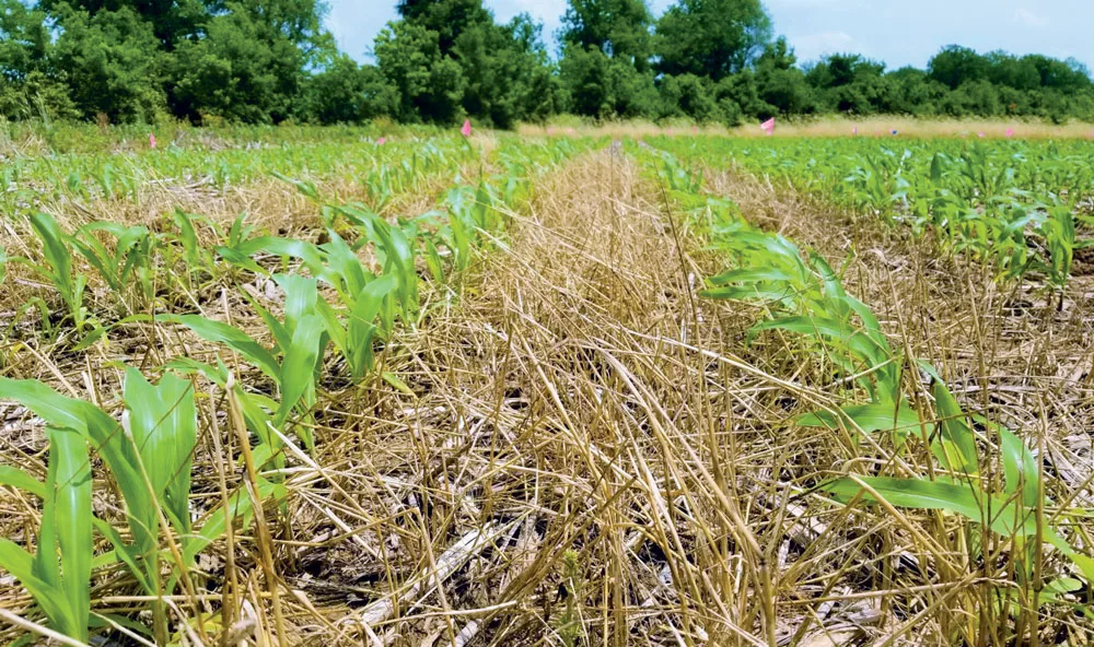 Cover Crops Cut Nitrate Loss-Corn-in-cereal-rye-KY.jpg