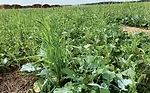 Cover-crop-mix.jpg