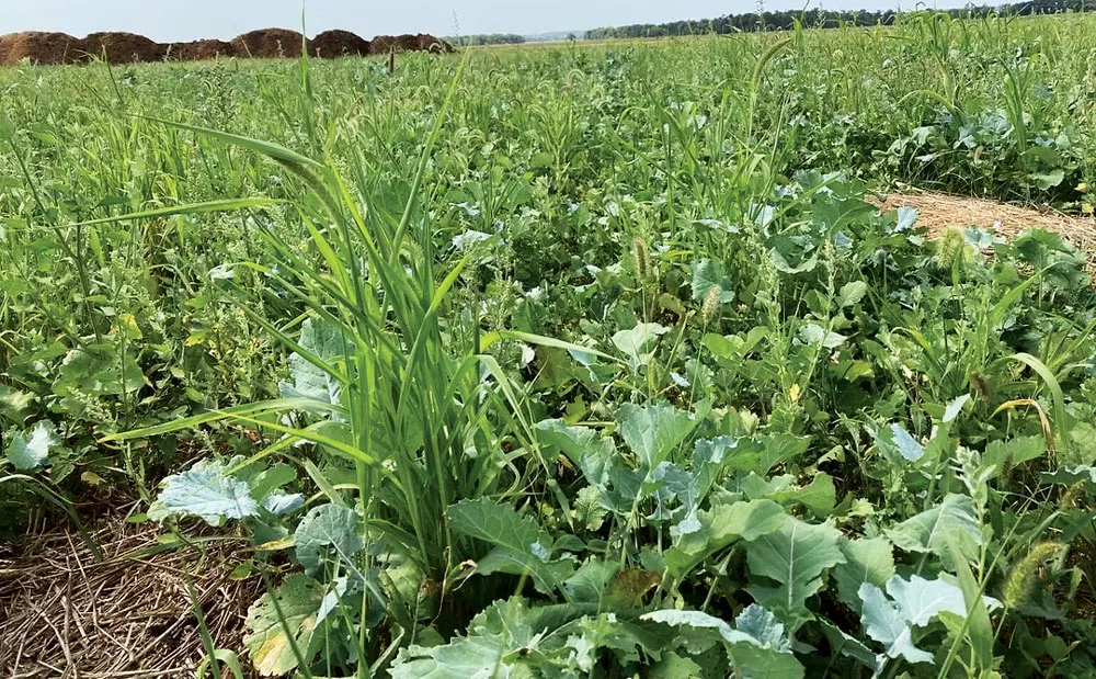Cover-crop-mix.jpg