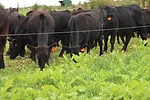 Grazing-Cover-Crops.jpg