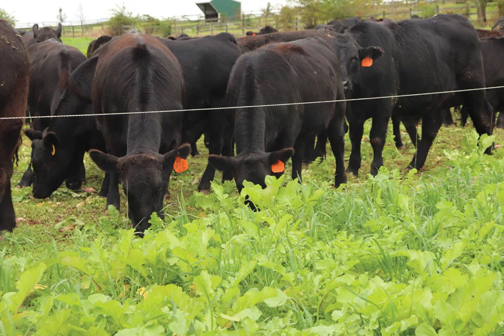 Grazing-Cover-Crops.jpg