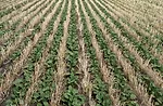WILFNT-Scott-Mowbray-Consistant-Yields.jpg
