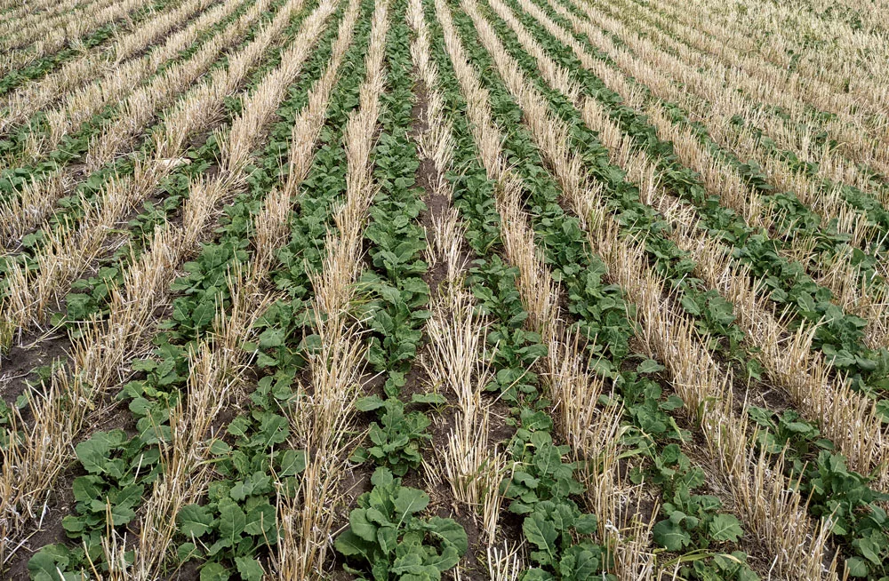 WILFNT-Scott-Mowbray-Consistant-Yields.jpg