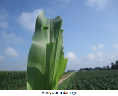 Armyworm damage