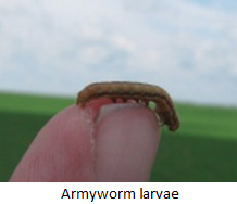 Armyworm larvae