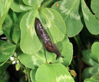 Black slug feeds on clover leaves