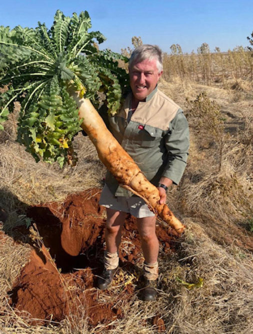 tillage-radish.jpg