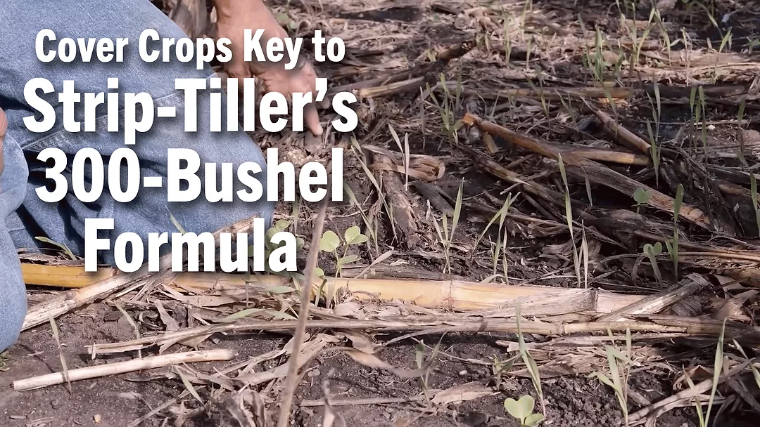 Cover-Crops-Key-to-Strip-Tiller’s-300-Bushel-Formula.png