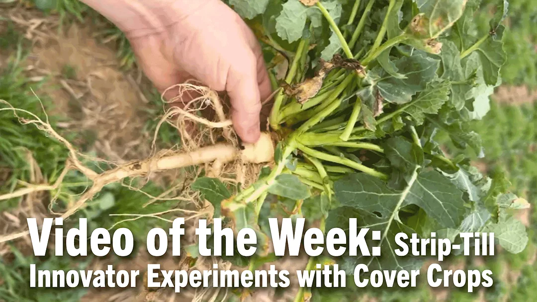 Video-of-the-Week--Strip-Till-Innovator-Experiments-with-Cover-Crops.png