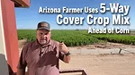 Arizona-Farmer-Uses-5-Way-Cover-Crop-Mix-Ahead-of-Corn.png