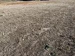 Damaged-brome-hayfield-Kansas.jpeg
