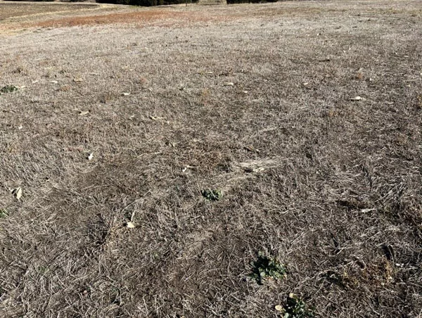 Damaged-brome-hayfield-Kansas.jpeg