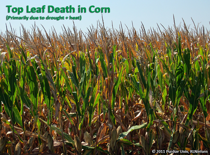 Top Leaf Death in Corn