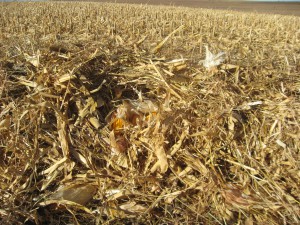 Downed corn in Nebraska after windstorm