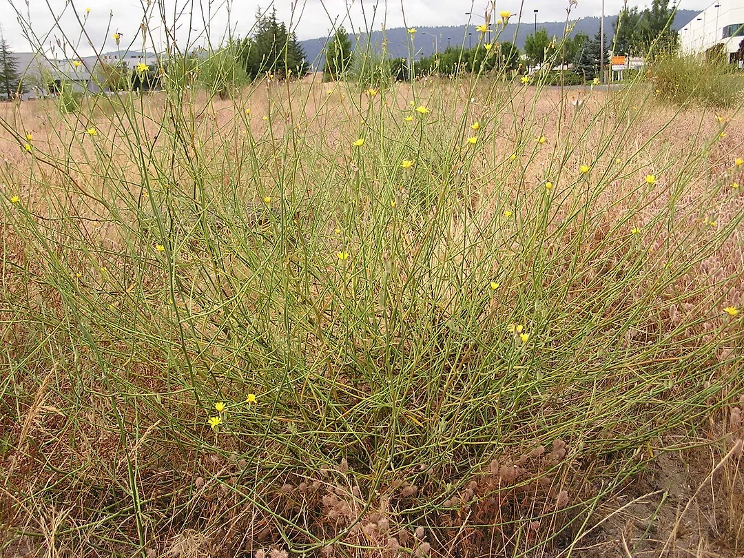 Skeletonweed