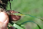 wheat-stripe-rust-fall-F1.jpg