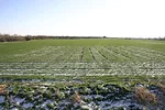 KSU-wheat-FIgure-1.jpg