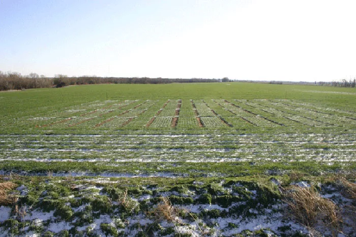 KSU-wheat-FIgure-1.jpg