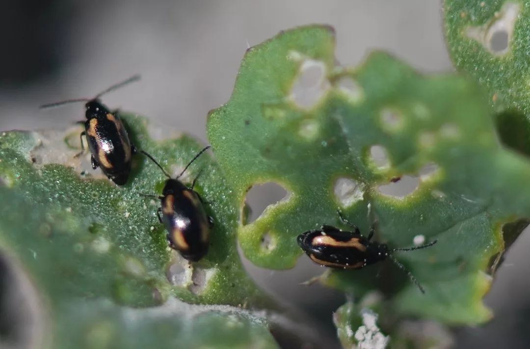 Striped-flea-beetle-DenisPageauAAFC-small.jpeg