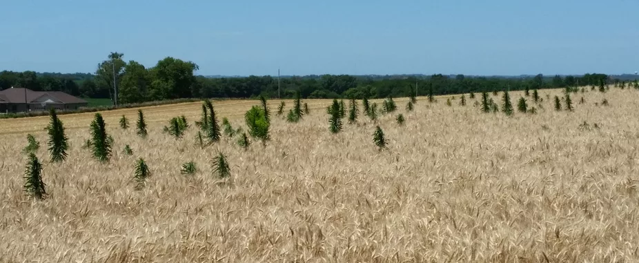 Marestail-Figure-1.png