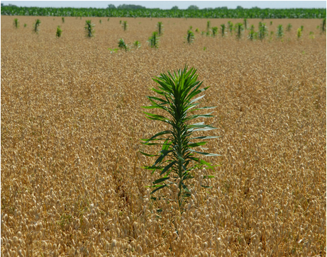 Marestail-Figure-2b.png