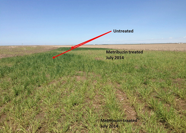 Weeds-in-wheat-stubble.gif
