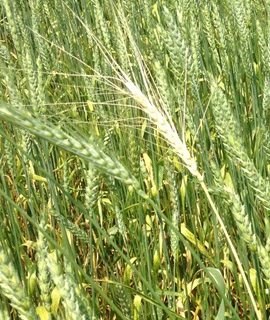 Wheat-figure-1.png