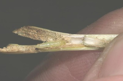 Wheat-figure-4.png