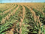 Sorghum-ARS.png