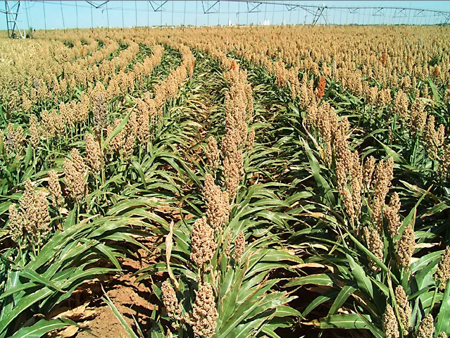 Sorghum-ARS.png