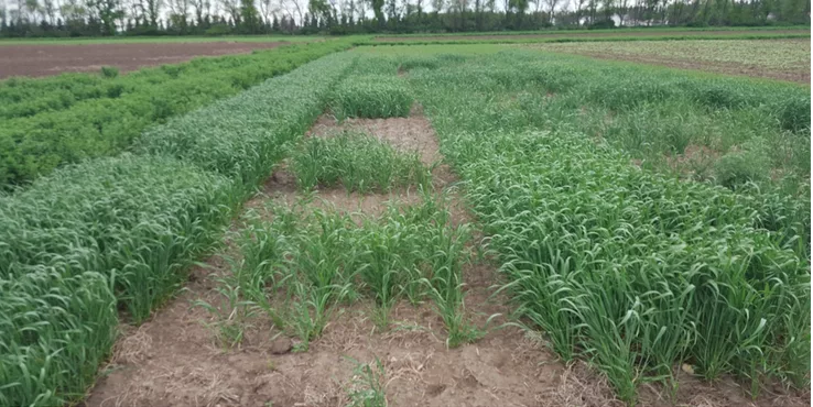 Winter-kill-wheat.png
