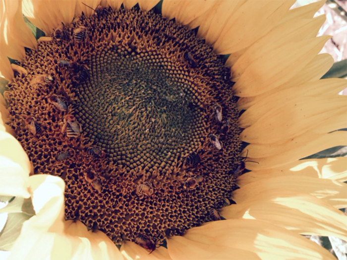 Sunflower-pollinator.png