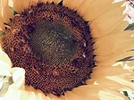 Sunflower-pollinator.png
