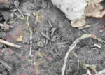 Army-cutworm-in-winter-canola-F01.jpeg