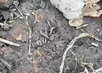 Army-cutworm-in-winter-canola-F01.jpeg
