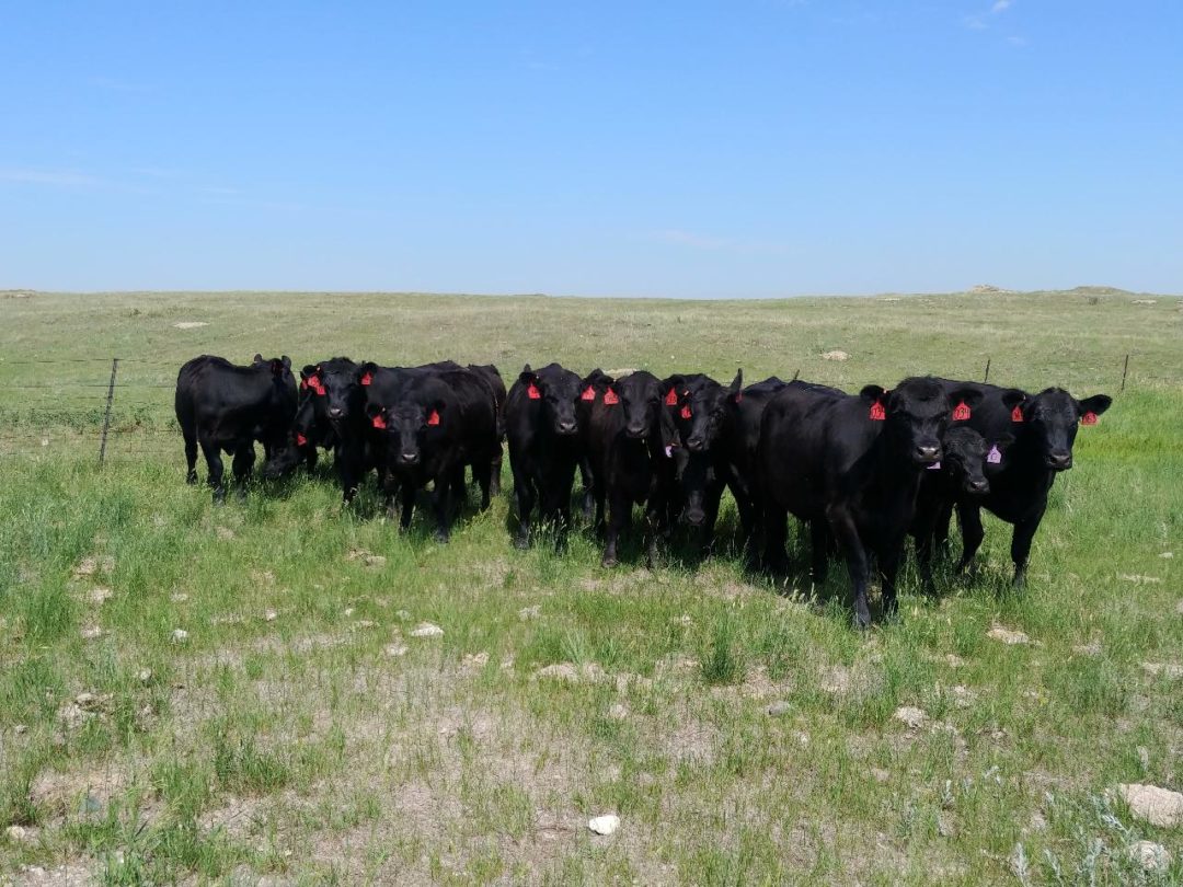 NDSU drought management for ranchers.jpeg
