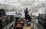 Washington State University Sweet Potato Research