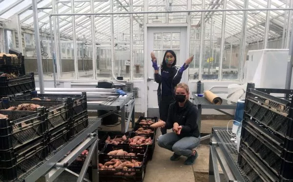 Washington State University Sweet Potato Research
