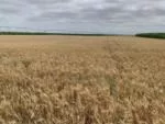 2022-03-11-spring-wheat-header.jpeg