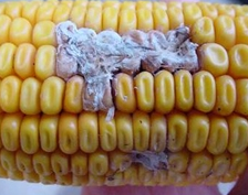 Fusarium ear rot of corn