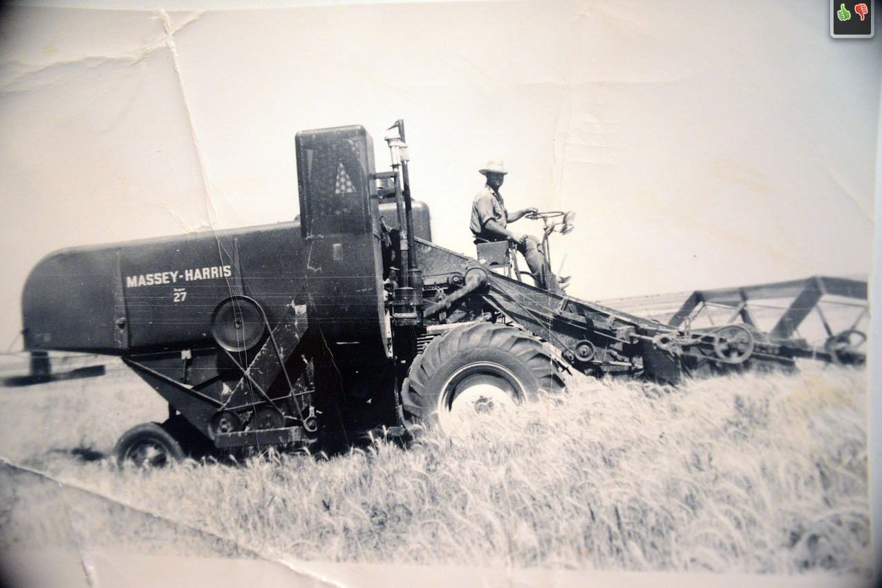 Harvesting wheat in 1935 in Swisher County, Texas