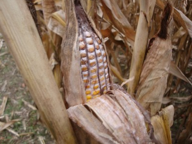 Moldy corn