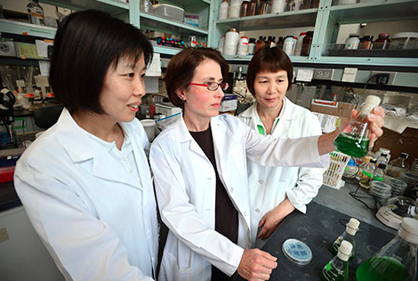 inserting the genes needed to fix nitrogen