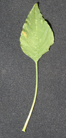 Identifying Palmer amaranth