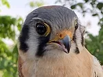 Adult kestrel