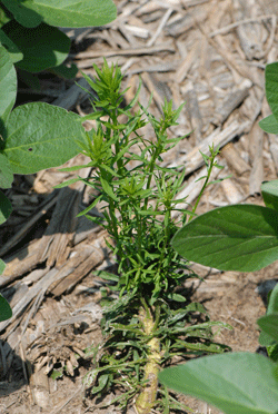 Glyphosate-resistant Palmer horseweed