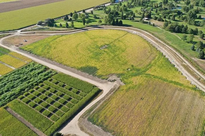 sdi irrigation