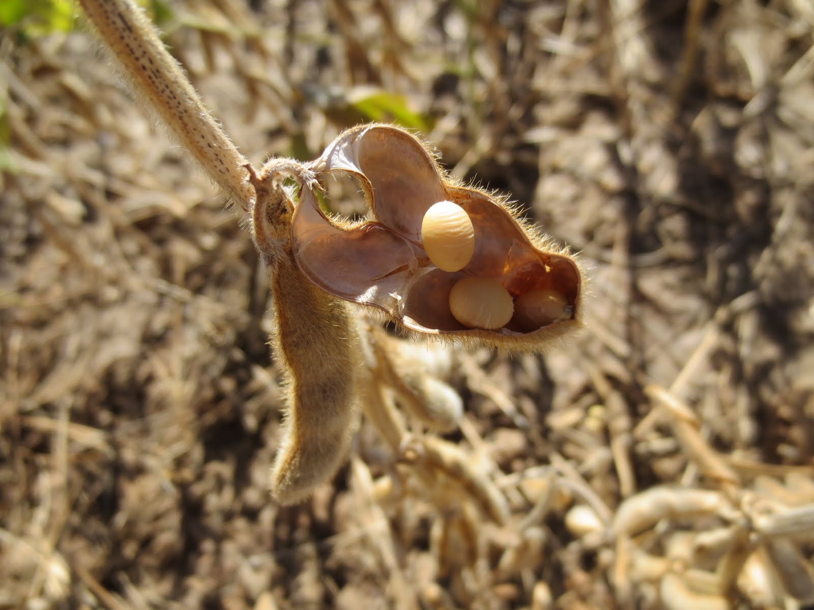 Shattered pre-harvest soybeans
