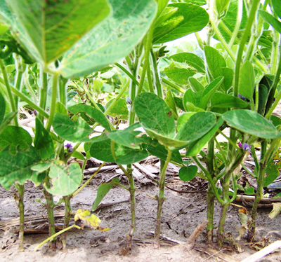 Soybean stand