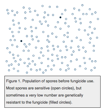 Spore populations